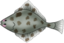 flounder emote for Discord