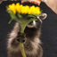 FlowerRaccoon emote for Discord