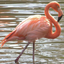 Flamingo emote for Discord