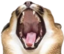 FloppaScream emote for Discord