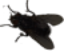 Fly emote for Discord