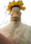 flowerDuck emote for Discord