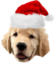 flickousNatal emote for Discord
