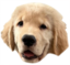 flickous emote for Discord