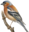 fringilla emote for Discord
