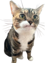 FrownFeline static emote for Discord, Twitch and Slack