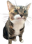 FrownFeline emote for Discord
