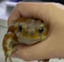 FROGGEGRAB emote for Discord
