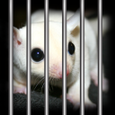 FreeLulu static emote for Discord, Twitch and Slack