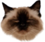 Franek emote for Discord