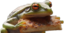 frogcaccia emote for Discord