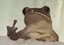 FrogFringer emote for Discord