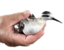 freebird emote for Discord