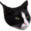 Fredthecat emote for Discord