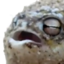 Frog2 emote for Discord