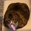 frankieEmote emote for Discord
