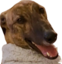 freddyZ emote for Discord