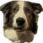 frankiestare emote for Discord