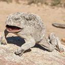 Frogcooked static emote for Discord, Twitch and Slack