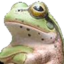 Frogstanced emote for Discord