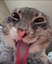freakcat emote for Discord