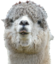 Freezepaca emote for Discord