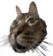fried emote for Discord