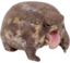 FrogYuck emote for Discord