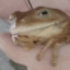 FroggSus emote for Discord