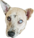 freckledog static emote for Discord, Twitch and Slack