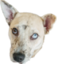 freckledog emote for Discord