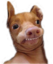 ftefan emote for Discord