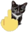 FUcat emote for Discord