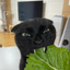 funnyblackcat12 emote for Discord