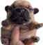 Fuckeduplookingdog emote for Discord