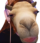 FoxyCamel emote for Discord