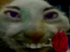 fobddflower emote for Discord