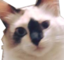 Fofa emote for Discord