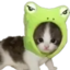forguh emote for Discord