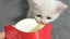 FRIES emote for Discord