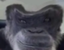 freDentge emote for Discord