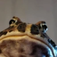 FrogeStare emote for Discord