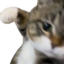 fricc emote for Discord