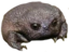 frogMad emote for Discord
