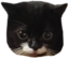 frank emote for Discord