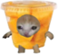 FruitcupCat emote for Discord
