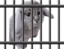 freecabbit emote for Discord