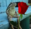 frogRose emote for Discord