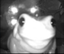 frogStare emote for Discord