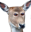FrontFacingDeer emote for Discord